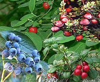 Epigynous berries 
